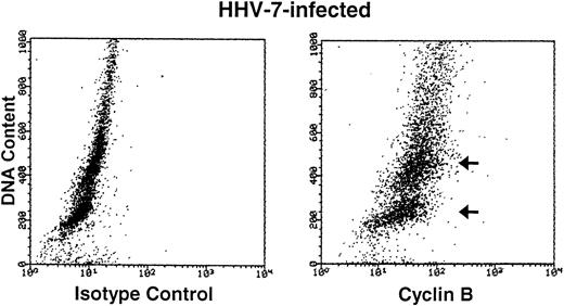 Fig. 4. Bivariate cyclin B expression versus DNA content distributions (scatter plots) in uninfected (top panels) and HHV-7–infected (bottom panels) SupT1 cells. Cell cycle expression of cyclin B was evaluated by simultaneous staining with propidium iodide and anti-cyclin B MoAb followed by an FITC-conjugated MoAb. Staining of uninfected and HHV-7–infected SupT1 cells with a isotype control MoAb before FITC-conjugated secondary antibody is shown in the left panels. Cyclin B-FITC fluorescence intensity is plotted on the X axis, and fluorescence intensity of propidium iodide DNA staining is plotted on the Y axis. The insets show the percentage of cells, calculated after removal of the apoptotic cells, with a G1(2n), S, G2M(4n), and >4n DNA content. The cell populations showing high cyclin B expression, based on DNA content, are marked by arrows. A representative analysis of three separate experiments, performed at 12 days p.i., is shown.
