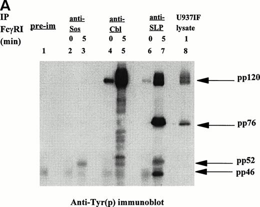 Fig. 5. Characterization of SLP-76-Grb2 and Grb2-Sos signaling complexes. Immunoprecipitation was performed with anti-Sos, anti-Cbl, and anti–SLP-76 antibody from lysates of resting U937IF cells or cells stimulated by anti-FcγRI cross-linking with MoAb 32.2 F(ab′)2 fragment. Proteins were resolved by SDS/PAGE, transferred to nitrocellulose membrane, and immunoblotted. (A) Antiphosphotyrosine immunoblot. Lane 1 represents precipitation with preimmune antisera. Lanes 2 and 3 represent anti-Sos IP of U937IF cells at rest and after 5 minutes stimulation, respectively. Lanes 4 and 5 represent anti-Cbl IP of U937IF cells at rest and after 5 minutes stimulation, respectively. Lanes 6 and 7 represent anti–SLP-76 IP of U937IF cells at rest and after 5 minutes stimulation, respectively. Lane 8 represents whole-cell lysate (1 × 106 cell equivalents) of stimulated U937IF cells. (B) Same membrane as in Fig 5A was blocked and reprobed. Upper panel represents anti-Sos immunoblot. Second panel represents anti-Cbl immunoblot. Third panel represents anti–SLP-76 immunoblot. Lower panel represents anti-Grb2 immunoblot.