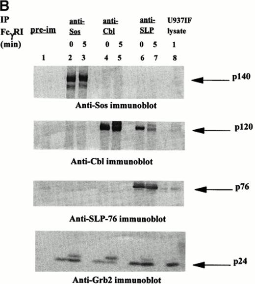 Fig. 5. Characterization of SLP-76-Grb2 and Grb2-Sos signaling complexes. Immunoprecipitation was performed with anti-Sos, anti-Cbl, and anti–SLP-76 antibody from lysates of resting U937IF cells or cells stimulated by anti-FcγRI cross-linking with MoAb 32.2 F(ab′)2 fragment. Proteins were resolved by SDS/PAGE, transferred to nitrocellulose membrane, and immunoblotted. (A) Antiphosphotyrosine immunoblot. Lane 1 represents precipitation with preimmune antisera. Lanes 2 and 3 represent anti-Sos IP of U937IF cells at rest and after 5 minutes stimulation, respectively. Lanes 4 and 5 represent anti-Cbl IP of U937IF cells at rest and after 5 minutes stimulation, respectively. Lanes 6 and 7 represent anti–SLP-76 IP of U937IF cells at rest and after 5 minutes stimulation, respectively. Lane 8 represents whole-cell lysate (1 × 106 cell equivalents) of stimulated U937IF cells. (B) Same membrane as in Fig 5A was blocked and reprobed. Upper panel represents anti-Sos immunoblot. Second panel represents anti-Cbl immunoblot. Third panel represents anti–SLP-76 immunoblot. Lower panel represents anti-Grb2 immunoblot.