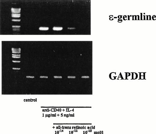 Fig. 5. Retinoic acid downregulates CD40 + IL-4–mediated epsilon germline transcription. Human peripheral B cells were stimulated for 4 days in the presence of anti-CD40 + IL-4 (1 μg/mL and 5 ng/mL), respectively, alone or in combination with all-trans RA (10−14, 10−12, 10−10 mol/L). Thereafter, mRNA was extracted. C germline and GAPDH transcripts were assessed by semiquantitative RT-PCR.