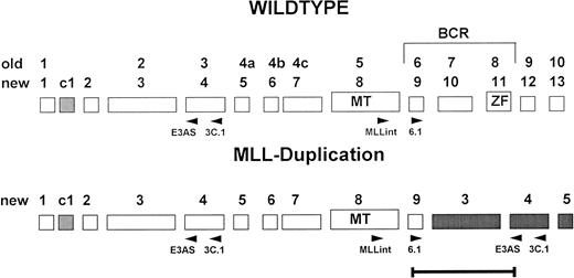 Fig. 1. Exon structure of the 5′ region of the MLL gene. Old and new nomenclature (Nilson et al,24) of the exons is indicated. Positions of the primers used for RT-PCR are given below the schematic exons.