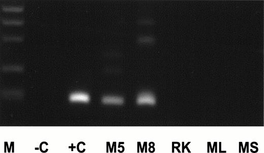 Fig. 4. cDNA of AML positive for an exon 9/exon 3 duplication transcript (+C), peripheral blood of Maccaca mulatta animals no. 5 and 8 (M5, M8), rat kidney (RK), and mouse liver and spleen (ML, MS) was amplified for MLL-duplication transcript. Description of other lanes as in Fig 2.