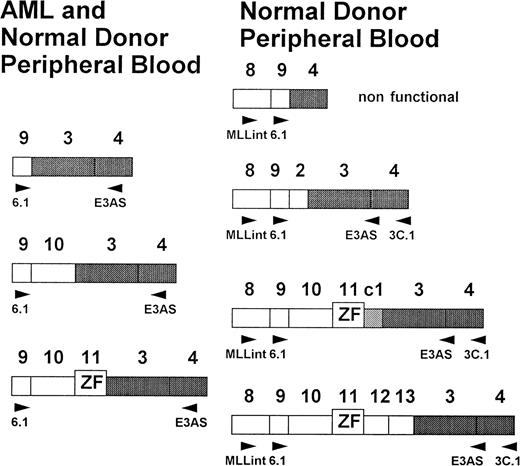 Fig. 6. Schematic presentation of the exon fusions (new nomenclature after Nilson et al24). AML specific fusions at the left and new characterized fusion at the right. All fusions can be found in peripheral blood of healthy donors.