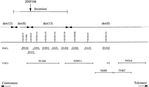 Fig. 2. Positions of DNA markers, PAC, and YAC clones within 13q11-12. The results of the FISH analysis are summarized and indicated that a region containing the ZNF198 gene had become inverted at some stage in the formation of the t(8;13).