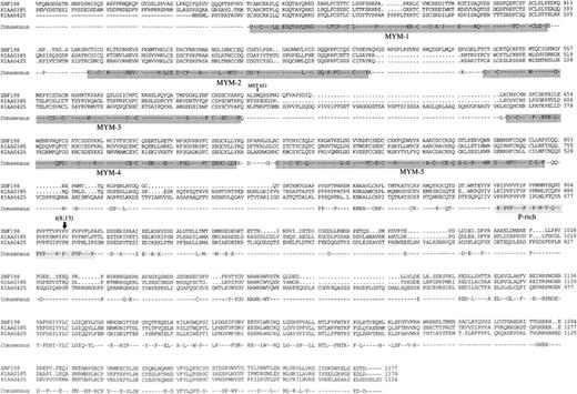 Fig. 4. Alignment of the homologous regions of the ZNF198, KIAA0385, and KIAA0425 proteins. The reported sequence of DXS6773E is identical to KIAA0385 apart from a 12–amino acid internal deletion. Amino acids that were identical in all three proteins shown in the consensus. The five MYM domains and the proline-rich domains are highlighted, and the position of the t(8;13) breakpoint in ZNF198 is shown. No significant homology was found between the ZNF198 and KIAA0385 in the N-terminal region.
