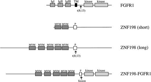 Fig. 6. Schematic representations of the normal FGFR1, the shorter form of ZNF198 as described previously,15 the full-length ZNF198 as described here, and the full-length ZNF198-FGFR1 fusion protein. Abbreviations for FGFR1 are: IgI, II, and III, the three extracellular immunoglobulin-like domains; TM, transmembrane domain; kinase, split tyrosine kinase domain. Abbreviations for ZNF198 are: MYM, MYM domains; P, proline-rich domain.