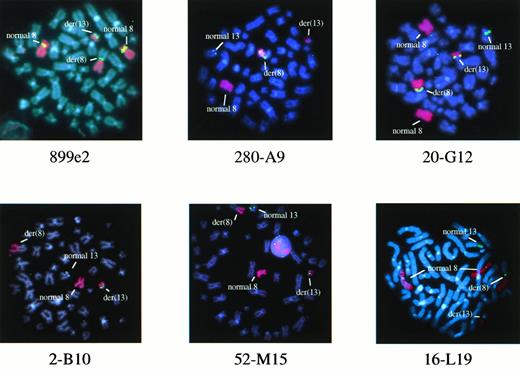 Fig. 1. FISH analysis of metaphases from patient E.C. with 899e2 (chromosome 8 YAC clone) or 280-A9, 20-G12, 2-B10, 52-M15, and 16-L19 (chromosome 13 PAC clones). Chromosome 8 sequences are highlighted with a red painting probe and YAC or PAC signals are in green. Patient E.C. had an extra normal chromosome 8 in some cells.