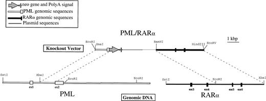 Fig. 1. Physical map of the PML/RAR homologous recombination vector. Genomic DNA was isolated from NB4 cells as described in Materials and Methods and detailed restriction maps were constructed in the breakpoint region 3 (bcr3) for PML and RAR, as shown in this schematic. The knockout vector was constructed using a 1.2-kb 5′ sequence homologous to PML, followed by an in-frame, promotorless, ATGless, neo gene and then by a 4.2-kb 3′ sequence homologous to RAR. The plasmid backbone is Bluescript SK+, and the vector was linearized with EcoRI before transfection into NB4-R1 cells.