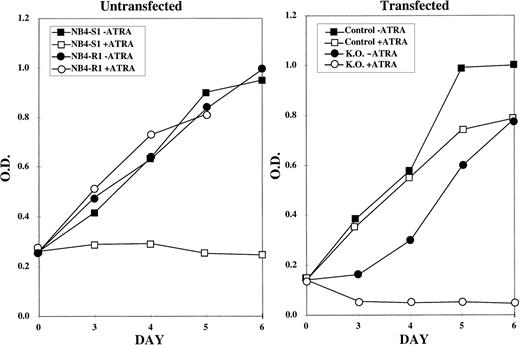 Fig. 2. MTT proliferation assay performed on control and knockout NB4-R1 cells. The MTT assay was performed on the indicated days (X axis) in the absence (− ATRA) or presence (+ ATRA) of 10−5 mol/L ATRA. The Y axis depicts the optical density (O.D.). The growth curves in the left graph depict untransfected NB4-S1, an ATRA-sensitive NB4 clone, and NB4-R1, the de novo ATRA-resistant clone, from which the knockout subclones were derived. The right graph depicts the growth curves for NB4-R1 cells transfected with the pKJ-1 vector (Control) as a control for insertional mutagenesis and growth in G418 and for one representative knockout subclone (K.O.) that shows a reversal in resistance to growth inhibition by ATRA treatment.