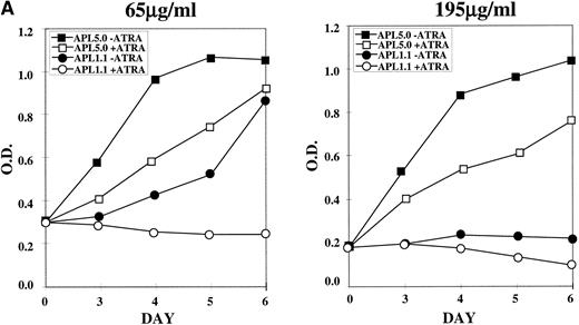 Fig. 5. MTT proliferation assay and analysis of apoptosis in ribozyme-transfected NB4-R1 cells. (A) Cells transfected with either the control ribozyme, APL 5.0, or the catalytic ribozyme, APL 1.1, were cultured in 65 or 195 μg/mL hygromycin in the absence (−) or presence (+) of 10−6 mol/L ATRA for 5 days. The MTT assay was performed on days 3 through 6 (X axis). The Y axis depicts the optical density (O.D.). These data are from one experiment representative of four independent analyses. (B) Untransfected NB4-R1 cells and cells transfected with either the control ribozyme, APL 5.0, or the catalytic ribozyme, APL 1.1, were cultured without hygromycin (0 μg/mL) or with 65 or 195 μg/mL hygromycin (hygro) in the absence (−) or presence (+) of 10−6 mol/L ATRA for 4 days. The Tdt assay was used to assses induction of apoptosis (▧) on day 4. Viability was concurrently measured using trypan blue dye exclusion (⧫). These data are from one experiment representative of four independent analyses.