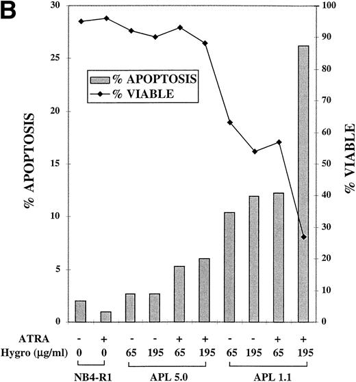 Fig. 5. MTT proliferation assay and analysis of apoptosis in ribozyme-transfected NB4-R1 cells. (A) Cells transfected with either the control ribozyme, APL 5.0, or the catalytic ribozyme, APL 1.1, were cultured in 65 or 195 μg/mL hygromycin in the absence (−) or presence (+) of 10−6 mol/L ATRA for 5 days. The MTT assay was performed on days 3 through 6 (X axis). The Y axis depicts the optical density (O.D.). These data are from one experiment representative of four independent analyses. (B) Untransfected NB4-R1 cells and cells transfected with either the control ribozyme, APL 5.0, or the catalytic ribozyme, APL 1.1, were cultured without hygromycin (0 μg/mL) or with 65 or 195 μg/mL hygromycin (hygro) in the absence (−) or presence (+) of 10−6 mol/L ATRA for 4 days. The Tdt assay was used to assses induction of apoptosis (▧) on day 4. Viability was concurrently measured using trypan blue dye exclusion (⧫). These data are from one experiment representative of four independent analyses.