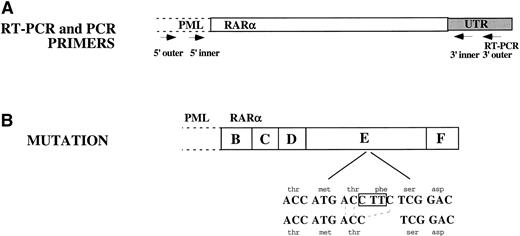Fig. 6. Sequence analysis of the RAR portion of PML/RAR. (A) RT-PCR was performed on total cellular RNA from NB4-R1 cells using a primer in the 3′ UTR of RAR as indicated in this figure. Three independent PCR reactions were performed on the cDNA generated from the RT-PCR reaction. Nested primers were used as indicated in the figure: both inner and outer 5′ primers were in PML and both 3′ primers were in the RAR UTR. The 3′ outer primer was the same as was used for the RT-PCR reaction. (B) Sequence analysis showed a 3-nucleotide deletion: C was deleted from codon 778 and TT from codon 779. This eliminated a phenylalanine but retained a threonine. The reading frame was not disrupted.