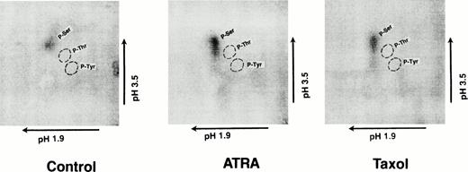 Fig. 5. Phosphoamino acid analysis to show phosphorylation of bcl-2 on serine. The figure shows 2D electrophoresis on thin layer chromatography with the label detected by autoradiography. The cells were incubated overnight with 32Pi as controls or with ATRA or taxol. Cell lysates were prepared and immunoprecipitated with anti–bcl-2 antibody (6C8) and the immunoprecipitates were separated by SDS-PAGE and transferred to PVDF membrane. After autoradiography, the radiolabeled bcl-2 band was excised, digested with TPCK-trypsin, lyophilized, treated with 6 N HCl for 1 hour at 110°C and dried. The phosphoamino acids were then identified by 2D electrophoresis first at pH 1.9 and then at pH 3.5. The positions of the radioactive amino acids were compared with ninhydrin-stained control amino acids, as indicated in each panel of the figure. The same methods were used to detect phosphorylation of amino acids obtained by in vitro labeling. Using both methods, only serine phosphorylation was detected.