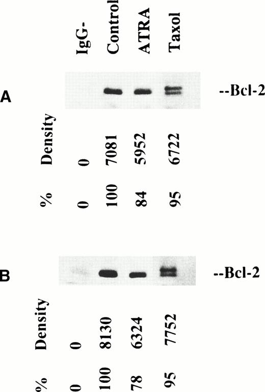 Fig. 6. Dimerization of bcl-2 and bax. Lysates from control cells and cells treated with ATRA or taxol were immunoprecipitated with anti–bcl-2 (A) or with anti-bax (B). The immunoprecipitates were separated by 10% to 20% SDS-PAGE gel electrophoresis, transferred to nitrocellulose, and stained with bcl-2. It is evident that both normal and phosphorylated bcl-2 formed heterodimers with bax.