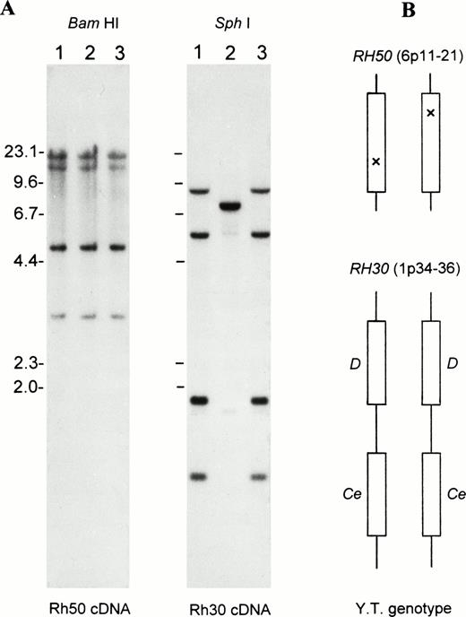 Fig. 1. Gross structure of RH50 and RH30 in Rhnull as determined by Southern blots. (A) Southern blot analysis of the genes encoding the Rh50 and Rh30 proteins. Lane 1, RhD-positive; lane 2, RhD-negative; and lane 3, Rhnull(YT). The BamHI and Sph I blots were probed with the full-length Rh50 cDNA and Rh30 cDNA (exon 4-7), respectively. Size markers (in kb) of Hind III-cleaved lambda phage DNA are shown at the left margin. (B) Schematic representation of the proband’s genotype for RH50 and RH30, whose chromosomal location is indicated. Note that the proband is homozygous for the two tightly linked and actively expressed Rh30 genes, RHD and RHCe. However, the two Rh50 alleles carry different, subtle changes as suppressor mutations (indicated by crosses).