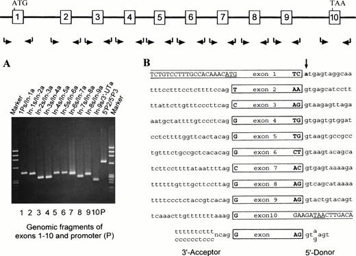 Fig. 4. Exon/intron structure and donor splice site mutation of the silent Rh50 (836G) allele. Mutation screening of the silent Rh50(836G) allele in Rhnull (YT) was performed by genomic PCR. The amplified products were each designated by the two primers used (Table 1). (A) 1.8% agarose gel electophoresis of the 11 genomic products. Note that segment 5′P2/5′P3 is upstream of and overlapping with segment 1Ps/In-1a. (B) The exon/intron structure of the silent Rh50 (836G) allele. Nucleotide sequences of the acceptor and donor splice sites are shown and compared with the consensus ones at bottom. Intronic nucleotides are denoted by lower-case letters. The g→a mutation at +1 position of intron 1 that destroys the invariant gt-element of the donor splice site is bolded and marked by an arrow.