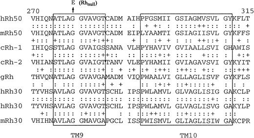 Fig. 6. Conservation of Gly279 and TM9 in Rh50 homologues from three species. Comparison of amino acid sequences (equivalent to residues 270-315 in humans) encoded by exon 6 of Rh50 homologues. The Gly279→Glu (G279E) mutation found in Rhnull (YT) is indicated by an arrow. h,Homo sapiens; m, Mus musculus; c,C elegans; and g, Geodia cydonium. Identical amino acids are indicated by colons. Note that exon 6 is identical in size between the human and mouse Rh50, but splits into two exons inC elegans Rh-1. Predicted TM9 and TM10 are boxed. The sequences for human Rh30s, RhCE (upper), and RhD (lower) are also aligned. Note the two consecutive glycine residues (G279G280) and their flanking amino acids are conserved in the Rh family of proteins. In the TM9 of Rh50 homologues, each pair of the three substitutions (A275S, V283I, and T285S) is similar in nature, rendering a 100% similarity between C elegans and Homo sapiens.