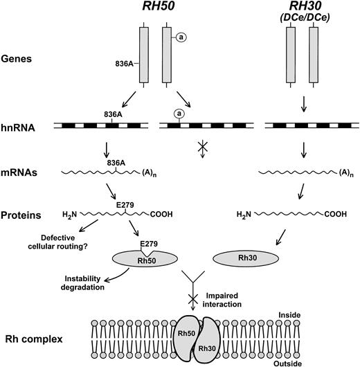 Fig. 7. Model for regulator Rhnull caused by two mutations in trans configuration. Of the two mutant copies of RH50 (vertical bars), one contains the 836A mutation and the other carries a defective splice donor in intron 1 (circled a). The RH30 locus is also illustrated whose genomic structure and transcript expression are apparently normal. Diagrammed are the two different levels at which the expression of RH50 is affected (crossed arrows denote blocked steps). The inactive donor is assumed not to alter transcription, but prevents pre-mRNA splicing. This, in turn, leads to degradation of the accumulated hnRNA precursors and no production of mature mRNAs. As a defect likely affecting posttranslational events, E279 (Glu279) may disrupt TM9 of Rh50, alter its conformation (indicated by a notch), and impair the interaction with Rh30. As such, the Rh complex could not be assembled in the cell membrane. Changes of the Rh50 mutant in stability or intracellular routing might also contribute to the failure of Rh complex formation.