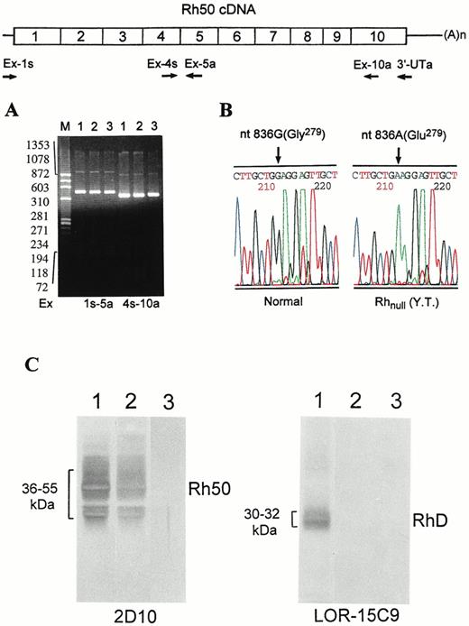 Fig. 2. Identification of nt 836 G→A (Gly279→Glu) missense mutation in the Rh50 transcript. The strategy for synthesis and amplification of Rh50 cDNA is shown. The Rh50 mRNA was reverse-transcribed with the 3′-UTa primer and then amplified with two pairs of upstream primers. (A) The resultant cDNA products, designated by the primers used, were electrophoresed on 1.8% agarose gel. Size markers ofHaeIII-cleaved◊X174 DNA are shown at left. Lanes are designated as in Fig 1. No difference in size is seen between normal subjects and Rhnull(YT). (B) DNA sequencing profiles for the nt 836 G→A missense change. The G residue is seen in normal subjects, whereas the A residue is seen in Rhnull(YT) only. (C) Immunoblot analysis of RhD and Rh50 in red blood cell membranes. Lanes are the same as in (A). The antibodies used are indicated. Note that no band is seen in Rhnull (YT), even though a normal RhD and a missense Rh50 transcript were expressed. Note also that RhD-negative control did not react with LOR-15C9.21