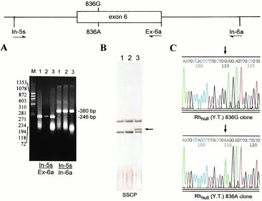 Fig. 3. Heterozygosity for the 836G and 836A Rh50 alleles in Rhnull(YT). The genomic region encompassing exon 6 of the Rh50 gene was amplified by two pairs of primers In-5s/Ex-6a and In-5s/In-6a (Table 1). (A) 1.8% agarose gel electrophoresis of the amplified In-5s/Ex-6a (246 bp) and In-5s/In-6a (380 bp) fragments. Lanes are designated as in Fig 1. (B) SSCP analysis of the In-5s/Ex-6a fragments followed by silver staining. The shifted band seen in Rhnull(YT) (lane 3, arrow-indicated) is the single-stranded form containing 836A. (C) Sequencing profiles of the subcloned In-5s/In-6a inserts derived from Rhnull(YT). The presence of both GGA and GAA codons (denoted by two arrows) confirmed the proband to be heterozygous for the missense mutation.