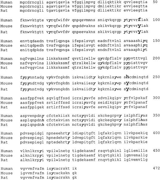 Fig. 3. Predicted amino acid sequences of human, murine, and rat CD36. Tyrosine residues found in rodent CD36 that are not present in human CD36 are indicated in enlarged and bolded script, and conserved tyrosine residues are in bolded italicized script. GenBank accession numbers are M24795 (hCD36),27 L23108(mCD36),28 L19658 (rCD36).18