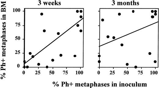 Fig. 5. Degree of Ph-positive cell contamination of the graft predicts cytogenetic response 3 weeks, but not 3 months, after transplantation. Marrow or PB inoculum and BM obtained 3 weeks and 3 months after autografting was examined by metaphase analysis or FISH to determine the number of Ph-positive cells present. The number of Ph-positive cells found in the inoculum was then correlated with the number of Ph-positive cells present in BM after transplantation. A good correlation is observed between the cytogenetic response in the inoculum and at 3 weeks after transplantation. However, no correlation is observed between the cytogenetic response in the inoculum and 3 months after transplantation.