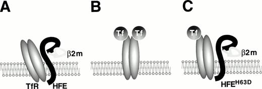 Fig. 1. The TfR-HFE complex. The structure of the ternary complex formed by transferrin, TfR, and HFE has not yet been elucidated fully. This cartoon represents our current understanding. (A) Wild-type HFE protein, associated with β2-microglobulin, binds to TfR with high affinity and decreases binding of diferric transferrin.34(B) C282Y HFE protein does not associate with β2-microglobulin and therefore is not expressed in mature form on the cell surface, leaving TfR free to bind transferrin. (C) H63D HFE protein is expressed on the cell surface, but it does not decrease TfR affinity for transferrin to the same extent as wild-type HFE does.