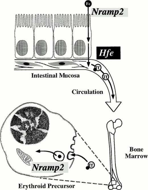 Fig. 2. Critical steps in mammalian iron transport. Key iron transport steps are diagrammed, showing the route dietary iron follows from the intestinal lumen to the cytoplasm of an erythroid precursor cell. Nramp2(DCT1) acts as an iron transporter at two steps. It is required for transfer of iron across the intestinal brush border and for export of iron from transferrin cycle endosomes in the bone marrow. The function of Hfe is not well understood, but it appears to regulate basolateral iron transfer from enterocyte to plasma. Transferrin (Tf) chelates circulating iron in plasma.