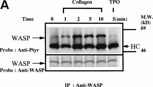 Fig. 1. (A through D, upper panels) Tyrosine phosphorylation of WASP in platelets stimulated by collagen (50 μg/mL), thrombopoietin (TPO; 100 ng/mL), or thrombin (1 U/mL) at the time intervals indicated. Platelets were lysed by the addition of an equal amount of a buffer containing 2% Triton X-100 before and after exposure to collagen, TPO, or thrombin. To prevent platelet aggregation, platelets were treated with RGDS (200 μmol/L), except in lanes 1 through 3 in (D). For experiments shown in (D), we used lysis buffer containing 0.2% SDS and sonicated the lysates. WASP was immunoprecipitated with the polyclonal anti-WASP antiserum (503). Immune complexes were resuspended in SDS sample buffer and divided into two. Proteins were separated by 10% SDS-PAGE and transferred onto PVDF membranes. One immunoblot was probed with antiphosphotyrosine antibodies and bands were visualized by chemiluminescence (upper panels, A through D). The other blot was probed for WASP (lower panels, A through D).