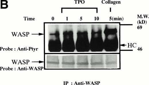 Fig. 1. (A through D, upper panels) Tyrosine phosphorylation of WASP in platelets stimulated by collagen (50 μg/mL), thrombopoietin (TPO; 100 ng/mL), or thrombin (1 U/mL) at the time intervals indicated. Platelets were lysed by the addition of an equal amount of a buffer containing 2% Triton X-100 before and after exposure to collagen, TPO, or thrombin. To prevent platelet aggregation, platelets were treated with RGDS (200 μmol/L), except in lanes 1 through 3 in (D). For experiments shown in (D), we used lysis buffer containing 0.2% SDS and sonicated the lysates. WASP was immunoprecipitated with the polyclonal anti-WASP antiserum (503). Immune complexes were resuspended in SDS sample buffer and divided into two. Proteins were separated by 10% SDS-PAGE and transferred onto PVDF membranes. One immunoblot was probed with antiphosphotyrosine antibodies and bands were visualized by chemiluminescence (upper panels, A through D). The other blot was probed for WASP (lower panels, A through D).