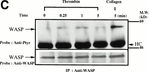 Fig. 1. (A through D, upper panels) Tyrosine phosphorylation of WASP in platelets stimulated by collagen (50 μg/mL), thrombopoietin (TPO; 100 ng/mL), or thrombin (1 U/mL) at the time intervals indicated. Platelets were lysed by the addition of an equal amount of a buffer containing 2% Triton X-100 before and after exposure to collagen, TPO, or thrombin. To prevent platelet aggregation, platelets were treated with RGDS (200 μmol/L), except in lanes 1 through 3 in (D). For experiments shown in (D), we used lysis buffer containing 0.2% SDS and sonicated the lysates. WASP was immunoprecipitated with the polyclonal anti-WASP antiserum (503). Immune complexes were resuspended in SDS sample buffer and divided into two. Proteins were separated by 10% SDS-PAGE and transferred onto PVDF membranes. One immunoblot was probed with antiphosphotyrosine antibodies and bands were visualized by chemiluminescence (upper panels, A through D). The other blot was probed for WASP (lower panels, A through D).