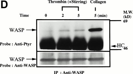 Fig. 1. (A through D, upper panels) Tyrosine phosphorylation of WASP in platelets stimulated by collagen (50 μg/mL), thrombopoietin (TPO; 100 ng/mL), or thrombin (1 U/mL) at the time intervals indicated. Platelets were lysed by the addition of an equal amount of a buffer containing 2% Triton X-100 before and after exposure to collagen, TPO, or thrombin. To prevent platelet aggregation, platelets were treated with RGDS (200 μmol/L), except in lanes 1 through 3 in (D). For experiments shown in (D), we used lysis buffer containing 0.2% SDS and sonicated the lysates. WASP was immunoprecipitated with the polyclonal anti-WASP antiserum (503). Immune complexes were resuspended in SDS sample buffer and divided into two. Proteins were separated by 10% SDS-PAGE and transferred onto PVDF membranes. One immunoblot was probed with antiphosphotyrosine antibodies and bands were visualized by chemiluminescence (upper panels, A through D). The other blot was probed for WASP (lower panels, A through D).