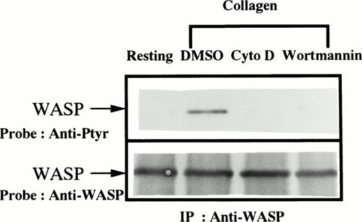Fig. 2. Collagen-induced tyrosine phosphorylation of WASP is inhibited by cytochalasin D or wortmannin. Platelet suspensions were incubated in the presence of RGDS peptide (200 μmol/L) for 5 minutes. After treatment with DMSO (0.1%) for 30 minutes, cytochalasin D (10 μmol/L) for 10 minutes, or wortmannin (50 nmol/L) for 30 minutes, collagen (50 μg/mL) was added to the suspension for 5 minutes as indicated (lanes 2 through 4). Platelets were lysed by the addition of an equal amount of a buffer containing 2% Triton X-100 before (resting, lane 1) and after the addition of collagen (lanes 2 through 4). Tyrosine phosphorylation of WASP was detected as described in Fig1.