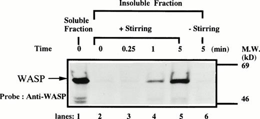 Fig. 3. Association of WASP with the Triton X-100–insoluble residue. Platelets were lysed with Triton X-100-EGTA buffer before or after stimulation with thrombin (1 U/mL), with or without stirring. Lysates were separated by high speed centrifugation into soluble and insoluble residues. Proteins from each fraction were separated by 10% SDS-PAGE and immunoblotted with anti-WASP antiserum 503. Lane 1, Triton X-100–soluble residue of resting cells (7.5 × 106cells). Lane 2, Triton X-100–insoluble residue of resting cells (3.0 × 107 cells). Lanes 3 through 5, Triton X-100–insoluble residue from 3.0 × 107 cells, prepared 15 seconds, 1 minute, and 5 minutes after exposure to thrombin (1 U/mL) with stirring, respectively. Lane 6, Triton X-100–insoluble residue of cells (3.0 × 107 cells) stimulated for 5 minutes with thrombin but without stirring.