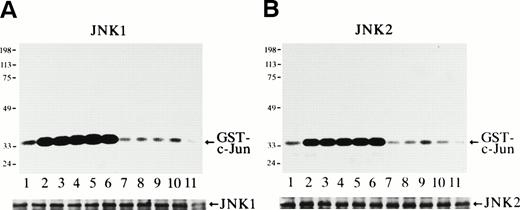 Fig. 1. Epo rapidly and transiently activates JNK1 and JNK2 during Epo-induced erythroid differentiation. SKT6 cells were stimulated with Epo for 0, 3, 5, 15, 30, 60, and 180 minutes (lanes 1 through 7) and for 1, 2, 3, and 4.5 days (lanes 8 through 11). Activity of JNK1 (A) and JNK2 (B) was assayed in the immunoprecipitates with anti-JNK1– or anti-JNK2–specific antibody and GST-c-Jun as a substrate. Arrows indicate the phosphorylated GST-c-Jun (molecular weight, 35 kD). Lower panels show the immunoblots of the immunoprecipitated JNK1 or JNK2 in each lane. (C) In-gel kinase assay of JNK1 and JNK2. Cell lysates before (−) and 5 minutes after (+) Epo stimulation were used for in-gel kinase assay. Arrows indicate the position of JNK1 (molecular weight, 46 kD) and JNK2 (molecular weight, 55 kD).