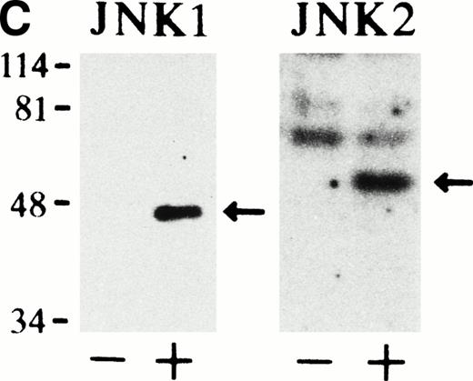 Fig. 1. Epo rapidly and transiently activates JNK1 and JNK2 during Epo-induced erythroid differentiation. SKT6 cells were stimulated with Epo for 0, 3, 5, 15, 30, 60, and 180 minutes (lanes 1 through 7) and for 1, 2, 3, and 4.5 days (lanes 8 through 11). Activity of JNK1 (A) and JNK2 (B) was assayed in the immunoprecipitates with anti-JNK1– or anti-JNK2–specific antibody and GST-c-Jun as a substrate. Arrows indicate the phosphorylated GST-c-Jun (molecular weight, 35 kD). Lower panels show the immunoblots of the immunoprecipitated JNK1 or JNK2 in each lane. (C) In-gel kinase assay of JNK1 and JNK2. Cell lysates before (−) and 5 minutes after (+) Epo stimulation were used for in-gel kinase assay. Arrows indicate the position of JNK1 (molecular weight, 46 kD) and JNK2 (molecular weight, 55 kD).