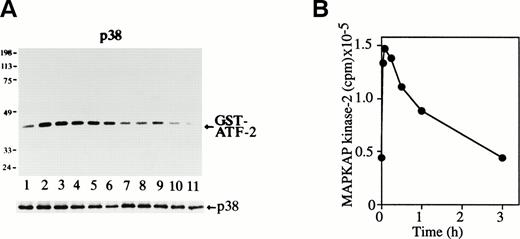 Fig. 2. Epo rapidly and transiently activates p38 and MAPKAP kinase-2 during erythroid differentiation. (A) SKT6 cells were stimulated with Epo for 0, 3, 5, 15, 30, 60, and 180 minutes (lanes 1 through 7) and for 1, 2, 3 and 4.5 days (lanes 8 through 11). The p38 activity was measured in the immunoprecipitates with anti-p38–specific antibody and GST-ATF-2 as a substrate. Arrow indicates the phosphorylated GST-ATF-2 (molecular weight, 40 kD). The lower panel shows the immunoblots of the immunoprecipitated p38 in each lane. (B) The MAPKAP kinase-2 assay was performed in the immunoprecipitates of SKT6 cells in the presence of MAPKAP kinase-2 substrate peptide as a substrate at various time points after Epo stimulation, as indicated.