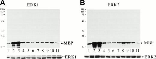 Fig. 3. Epo rapidly and transiently activates both ERK1 and ERK2 during erythroid differentiation. SKT6 cells were stimulated with Epo for 0, 3, 5, 15, 30, 60, and 180 minutes (lanes 1 through 7) and for 1, 2, 3, and 4.5 days (lanes 8 through 11), and the activity of ERK1 (A) and ERK2 (B) was measured in the immunoprecipitates with each specific antibody and MBP as a substrate. Arrows indicate the phosphorylated MBP (molecular weight, 18 kD). The lower panels show the immunoblots of the immunoprecipitated ERK1 or ERK2 in each lane.