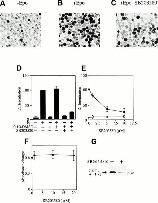 Fig. 4. Activation of p38 is required for Epo-induced erythroid differentiation. (A, B, and C) DAF-staining of the hemoglobinized SKT6 cells with (B and C) or without (A) Epo stimulation in the presence (C) or absence (A and B) of 5 μmol/L of p38-specific inhibitor SB203580. (D) SKT6 cells were cultured in the presence (+) or absence (−) of Epo (0.5 U/mL) and SB203580 (10 μmol/L) dissolved in 0.1% DMSO, and the hemoglobinized cells were stained with DAF. The percentage of hemoglobinized cells in the presence of Epo is defined as 100% as a control, and the inhibition or enhancement of SKT6 cell differentiation in the presence of the inhibitor is shown as a relative value against the control. Values shown are the means of five experiments. (E) Dose-dependency of SB203580 in SKT6 cell differentiation in the presence (•) or absence (○) of Epo. (F) Dose-dependency of SB203580 in SKT6 cell growth. The cell growth was measured by MTT assay. (G) The p38 activity was measured in the presence (+) or absence (−) of SB203580 (10 μmol/L) 5 minutes after Epo stimulation.