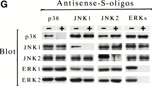 Fig. 6. Activation of both p38 and JNKs is essential for Epo-induced differentiation. Various concentrations (0 to 30 μmol/L) of scrambled S-oligo (A), antisense S-oligo (•), or sense S-oligo (○) of p38 (B), JNK1 (C), JNK2 (D), a mixture of JNK1 and JNK2 (E), or ERKs (F) were mixed with SKT6 cells in the presence of Epo, and the hemoglobinized cells were stained with DAF after 4.5 days of culture. The percentage of DAF-positive cells in the presence of Epo is defined as 100%, and the inhibition of erythroid differentiation is shown as a relative value. Each point represents the mean of five replicates. (G) Antisense S-oligos specifically inhibit the expression of each corresponding kinase. The lysates of the cells treated (+) or untreated (−) with antisense S-oligos (30 μmol/L) indicated above were probed with specific antibody against each corresponding kinase shown left.