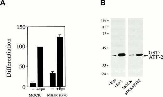 Fig. 7. Forced activation of p38 induces erythroid differentiation without Epo stimulation. (A) SKT6 cells transfected with a gain-of-function MKK6 mutant MKK6(Glu) (lanes 3 and 4) or the vector (pCDNA3) alone (lanes 1 and 2) were cultured in the presence (+) or absence (−) of Epo, and the hemoglobinized cells were stained with DAF. The percentage of hemoglobinized cells of the mock-transfectants in the presence of Epo is defined as 100%. Each value represents the mean of six experiments. (B) MKK6(Glu) activates p38. The p38 activity in SKT6 cells (lanes 1 and 2), mock-transfected SKT6 cells (lane 3), or MKK6(Glu)-transfected SKT6 cells (lane 4) with (lane 2) or without (lanes 1, 3, and 4) Epo was measured in the immunoprecipitates with anti-p38–specific antibody and GST-ATF-2 as a substrate.