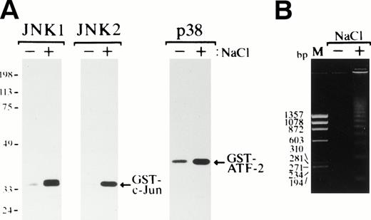 Fig. 8. Osmotic shock induces activation of JNKs and p38 and induces apoptotic cell death in SKT6 cells. (A) Activation of JNK1, JNK2, and p38. SKT6 cells were cultured in the presence (+) or absence (−) of 0.1 mol/L NaCl for 1 hour, and in vitro kinase assays of JNK1, JNK2, and p38 were performed in the immunoprecipitates with each specific antibody and GST-c-Jun or GST-ATF-2 as a substrate. (B) DNA fragmentation of the cells treated (+) or untreated (−) with 0.1 mol/L NaCl for 24 hours. M indicates the size marker (HaeIII digests of ▹X174 DNA).