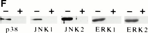Fig. 10. The MAP kinase family is essential for Epo-dependent cell growth. Various concentrations (0 to 30 μmol/L) of antisense S-oligo (•) or sense S-oligo (○) of p38 (B), JNK1 (C), JNK2 (D), a mixture of JNK1 and JNK2 (D), ERKs (E), or scrambled S-oligo (A) were mixed with FD-EPO cells in the presence of Epo, and the cell growth was measured by MTT assay. Values shown are the means of six experiments. (F) Immunoblot analyses of FD-EPO cells treated (+) or untreated (−) with antisense S-oligos (30 μmol/L) with specific antibody against each corresponding kinase.