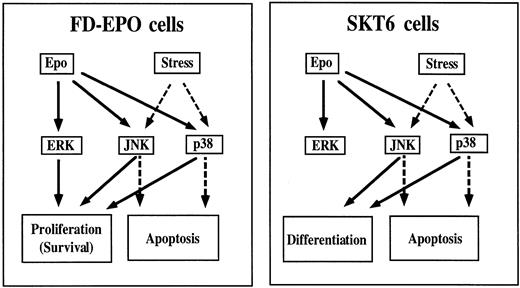 Fig. 11. Roles of the MAP kinase family in Epo-induced erythroid differentiation and proliferation. In differentiation-inducible SKT6 cells (right panel), JNKs and p38 function in erythroid differentiation (solid lines), but they have a role in apoptosis when the cells are exposed to environmental stresses (broken lines). However, in Epo-dependent FD-EPO cells (left panel), ERKs, JNKs, and p38 are all involved in cell proliferation (solid lines), whereas JNKs and p38 function in apoptotic signals when the cells are exposed to cellular stresses (broken lines).
