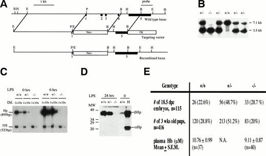 Fig. 1. Creating an Hp null mouse. (A) Targeting strategy. Solid boxes denote exons 1 to 5. The vector in a 5′ to 3′ direction consists of a 3.1-kb EcoRI/Pst I fragment that includes sequences upstream of the hp gene, exon I and part of intron 1, a neomycin-resistant gene, a 1.3-kbBamHI fragment that includes part of intron 4 and exon 5, and a Herpes simplex viral thymidine kinase gene. Exons 2, 3, and 4 were deleted in a targeted allele. A 1.8-kbBamHI/HindIII fragment that includes part of exon 5 and the 3′ flanking sequences and lies outside the region of homology was identified as a single-copy probe and used in Southern blot analysis. (B) Southern blot analysis of progenies from Hp+/− inter-crosses using EcoRI digestion and the 1.8-kbBamHI/HindIII fragment as probe. The 7.1-kb fragment represents the wild-type allele and the 3.5-kb fragment represents the targeted allele. (C) Verification of Hp null phenotype by RT-PCR. RT-PCR using RNA from livers of +/+, +/−, and −/− mice at 0, 6, and 24 hours after LPS injection of 0.1 mg/10 g body weight. Briefly, 2 μg RNA from each genotype at various time points was reverse transcribed to cDNAs. The cDNAs were diluted 1× and 10× and amplified by PCR in the presence of 32P-dCTP usingHaptoglobin (hp) and triose phosphate isomerase (TPI) -specific primers to give 895- and 523-bp fragments, respectively. The RT-PCR products were separated on a 5% polyacrylamide gel, quantitated by phosphorimaging, and exposed to autoradiography. The Hpsignal was normalized against the TPI signal. No Hp mRNA was observed for −/− mice. There was about twice as much Hp mRNA in the liver of +/+ mice as there is in the +/− mice, and this ratio was maintained during induction by LPS. (D) Verification ofHp null phenotype by Western blot analysis. Mice were treated with LPS and 1 μL of plasma taken from each mouse 24 hours after treatment time was analyzed by Western blot analysis as described in Materials and Methods. There was no detectable Hp for −/− mice. Lane H represents the human Hp standard. (E) Genotype distribution of 3-week-old progenies from 10 different heterozygous breeder pairs and 18.5 dpc embryos from 13 different heterozygous crosses. For quantitation of plasma Hb, 5- to 6-week-old mice were lightly anesthetized and blood from the tail vein was collected in a heparinized capillary tube. The mean plasma Hb level in −/− mice was not significantly different from that in +/+ mice (P= .21).