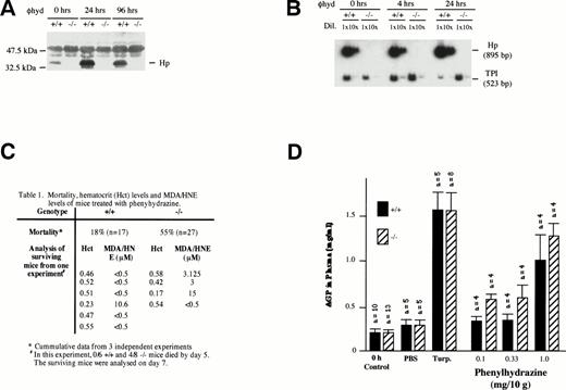 Fig. 3. Effects of phenylhydrazine treatment. (A) Plasma was extracted as described above from +/+ and −/− mice at 0, 24, and 96 hours after phenylhydrazine injections. One microliter of plasma was analyzed by Western blotting as described above. (B) RT-PCR using RNA from livers of +/+ and −/− mice at 0, 4, and 24 hours after phenylhydrazine injection of 2 mg/10 g body weight. RT-PCR was performed using Haptoglobin (Hp) and triose phosphate isomerase (TPI)-specific primers as described in Fig 1. The RT-PCR products were separated on a 5% polyacrylamide gel and exposed to autoradiography. The Hp signal was normalized against the TPI signal. Hp mRNA in livers of +/+ mice was elevated by 24 hours after phenylhydrazine injection. NoHp mRNA was observed in both livers and kidneys of −/− mice. (C) Mortality, hematocrit levels, and MDA/HNE levels of mice treated with phenylhydrazine. (D) Plasma AGP levels. Age-matched mice received either two subdermal injections of turpentine (Turp.), a single IP injection of PBS alone, or a single IP injection of the indicated concentrations of phenylhydrazine. Animals were bled before (0 hours, control) and 48 hours after injection. The concentration of AGP was determined by immunoelectrophoresis and the mean ± SD for the number of animals in each group shown.