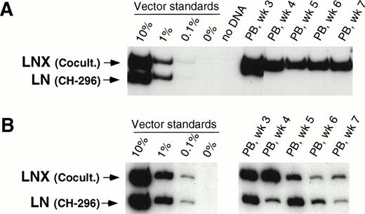 Fig. 1. Detection of vector sequences in peripheral blood from baboons T95096 (A) and T94397 (B). Animals were transplanted with CD34-enriched marrow cells transduced by 48 hours of cocultivation (LNX) or on CH-296 (LN) in the presence of IL-3, IL-6, and SCF without protamine sulfate (A) and with protamine sulfate (B). PCR was performed to quantitate LNX and LN vector amounts. LNX versus LN. Standards consist of single-vector copy HT1080/LN and HT1080/LNX DNA mixed at a 1:1 ratio and then mixed with normal baboon DNA in a log dilution series. PB, peripheral blood.