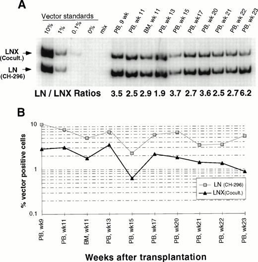 Fig. 2. Detection of vector sequences in peripheral blood from baboon J95009 transplanted with CD34-enriched marrow cells transduced by 72 hours of cocultivation (LNX) in the presence of IL-3, IL-6, and SCF or over CH-296 (LN) in the presence of IL-6, SCF, FLT3L, MGDF, and protamine sulfate. (A) PCR analysis of amplified vector sequences, LNX versus LN. Standards consist of single-vector copy HT1080/LN and HT1080/LNX DNA mixed at a 1:1 ratio and then mixed with normal baboon DNA in a log dilution series. PB, peripheral blood; BM, bone marrow. (B) Percentage of vector-positive DNA measured by phosphorimage analysis of signal intensities for LN (301 bp) and LNX (326 bp) corrected for the amount of DNA as determined by actin PCR.