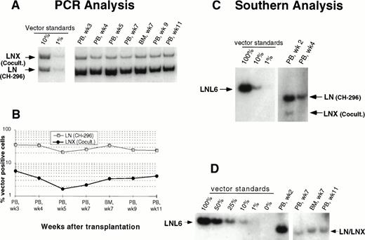 Fig. 3. Detection of vector sequences in peripheral blood and marrow from baboon T94433 transplanted with CD34-enriched marrow cells transduced by 72 hours of cocultivation (LNX) or over CH-296 (LN) both in the presence of IL-6, SCF, FLT3L, MGDF, and protamine sulfate. (A) PCR analysis of amplified vector sequences, LNX versus LN. PB, peripheral blood; BM, bone marrow. (B) Percentage of vector-positive DNA measured by phosphorimage analysis of signal intensities for LN and LNX corrected for the amount of DNA as determined by actin PCR. (C) Southern blot analysis for the presence of vector sequences in DNA from peripheral blood. DNA was restricted with Sac I, which cuts both vectors outside the neo gene, and HindIII, which cuts the LNX vector only. The resulting fragments were 3,052 bp (LNL6), 2,370 bp (LN), and 1,932 bp and 464 bp (LNX). (D) Southern blot analysis of DNA from PB and BM restricted with Xba I, which cuts the vectors once in the LTR and therefore results in the full-length vector fragment only of integrated retrovirus. The respective fragments are 3,049 bp (LNL6), 2,369 bp (LN), and 2,394 bp (LNX). LN/LNX, both vectors are detected at the same place on the gel.