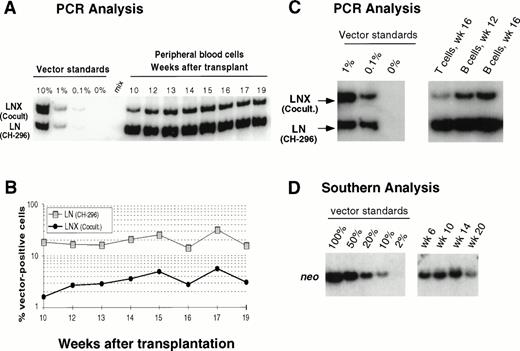 Fig. 4. Detection of vector sequences in PB from baboon T94433 transplanted with CD34-enriched marrow cells transduced by 72 hours of cocultivation (LNX) or over CH-296 (LN) both in the presence of IL-6, SCF, FLT3L, MGDF, and protamine sulfate. (A) PCR analysis of amplified vector sequences, LNX versus LN. (B) Percentage of vector-positive DNA measured by phosphorimage analysis of signal intensities for LN and LNX corrected for the amount of DNA as determined by actin PCR. (C) PCR analysis of T and B cells 12 and 16 weeks after transplantation. (D) Southern blot analysis of DNA from peripheral blood restricted withXba I, which cuts the plasmid forms of the vectors once in the 3’ LTR and cuts the integrated forms of the vectors once in each LTR, thus resulting in production of full-length vector fragment only from integrated vector. The respective fragment sizes are 2,369 bp (LN) and 2,394 bp (LNX).